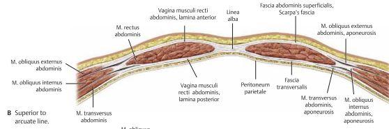 Mellan musklerna så har vi ännu en bindvävshinna, fascia transversalis. Och under denna så har vi peritoneum. Rectusskidan bildas från aponeuroserna av de tre platta muskler som tidigare tagits upp.