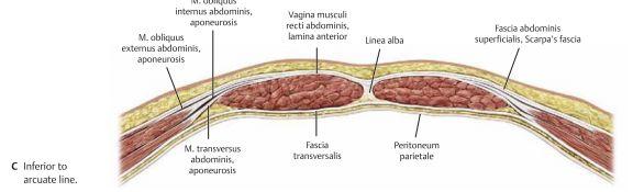 rectus abdominis M. obliquus internus abdominis aponeuros delar upp sig i en del som går framför och en annan del går bakom. M. transversus abdominis aponeuros kommer gå bakom.
