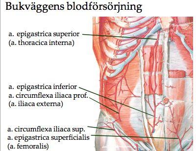 inguinale och det löper uppåt i fascia transversalis för att komma upp i rectusskidan under linea arcuata. Anastomoserar med a. epigastrica superior som sagt. A. epigastrica superficialis kommer från a.