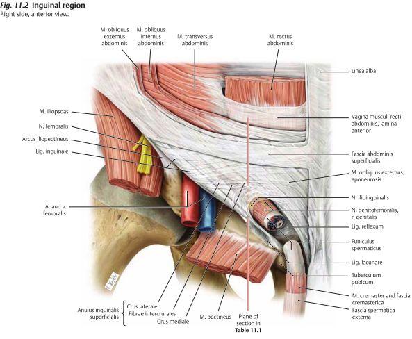 Inguinalregionen är vid ljumsken och är en viktig anatomisk och klinisk region. Anatomiskt för att strukturer tar sig in och lämnar buken här samt kliniskt p.g.a ljumskbråck.