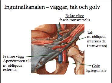 Viktiga struktur i canalis inguinalis är funiculus spermaticus(män), lig. teres uteri(kvinna) och n. ilioinguinalis.