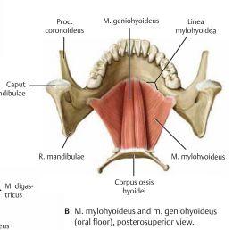 Djup muskulatur - Scalenus musklerna utgår från transversalutskotten och är accessoriska inandningsmuskler Muskel Ursprung Fäste Innervation