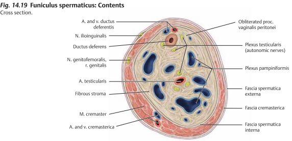 Ingången till canalis inguinalis är anulus inguinalis profundus som ligger superiort om den mellersta inguinal ligamentet och lateralt om