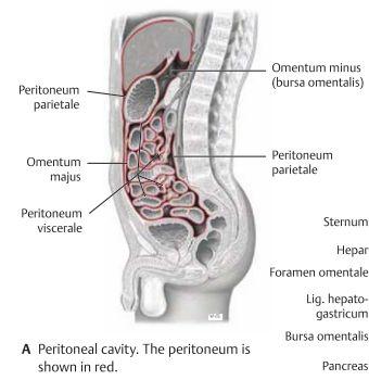 Bukhinnan, peritoneum är ett transparent seröst membran som klär buken/bäcken.