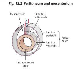 Mellan lagrena bildas cavitas peritoneum som innehåller en serös vätska.