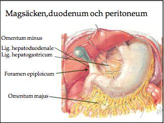 Mesenteriet, tarmkäxet, är ett dubbellager av peritoneum som fäster intraperitoneala organ till den posteriora bukväggen genom radix mesenterii.