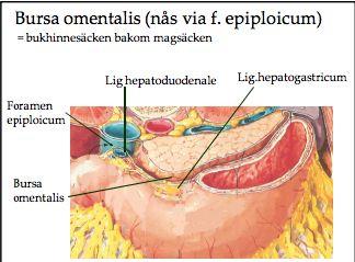 Bursa omentalis har en övre fördjupning som superiort begränsas av diafragma och posteriora lager av