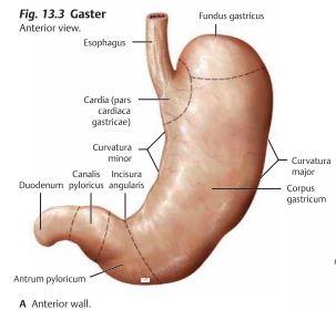 Bursa omentalis begränsas anteriort av lig. hepatoduodenale tillsammans med portatriaden som består av v. portae hepatis, a. hepatica propria samt gallgångar. Inferiort av duodenum (pars superior).