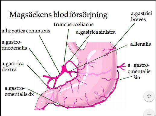 A. gastrica dx. kommer ifrån truncus coeliacus som blir till a. hepatica communis och tillslut a. gastrica dx. A. gastrica sn. kommer från truncus coeliacus.