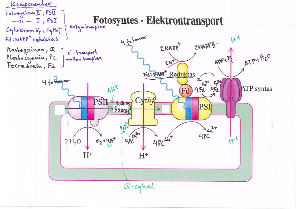 7. Hur många NADPH kan erhållas vid oxidation av två vattenmolekyler i fotosyntesens elektrontransportkedja?