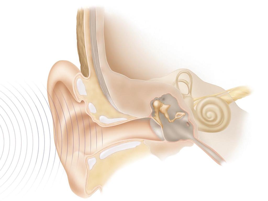 Hur normal hörsel fungerar För att du ska förstå hur cochleaimplantatet är uppbyggt, ska vi först beskriva hur normal hörsel fungerar.