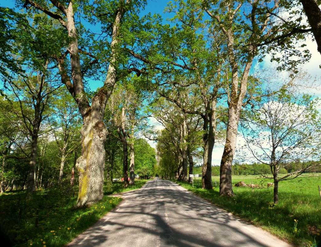 fladdermöss i Klagstorpsallén (väg
