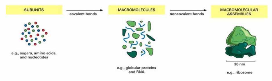 ] Efterliknar levande organismer - biomimetic materials Biokompatibla material - Material som kan sättas i