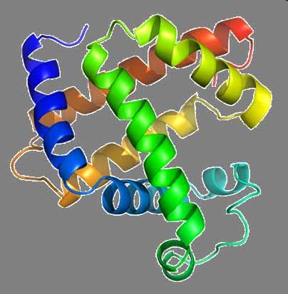 Sekundärstruktur: α-helix Sekundärstruktur: β-flak Proteinets sekundärstruktur är den som bildas av aminosyrornas tendens att bilda