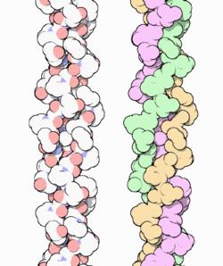mm. Alltså samma som binder ihop tertiära strukturen Kvartära strukturen är avgörande för funktionaliteten för den del proteiner Men även enskilda proteiner kan vara funktionella Dessa har en (något