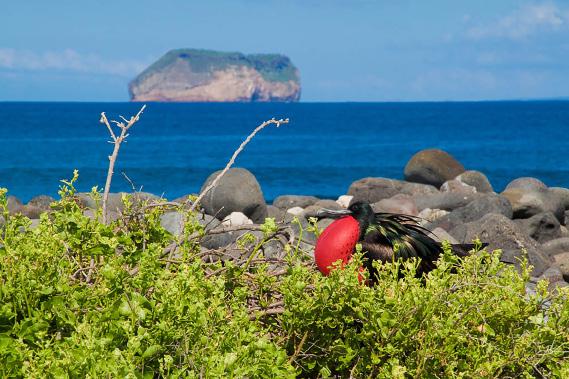 Dag 11: Galapagos öarna. Idag kommer vi till ön Floreana. Denna ö var den första kolonin att etableras i området och från 1700 talet och framåt besöktes den ofta av skepp.