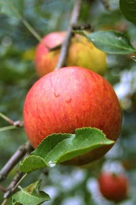 Levereras i smakerna päron och äpple.