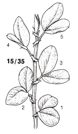blad 55 Individuella blomknoppar synliga, ej täckta av blad, men fortfarande slutna 59 Första kronbladen synliga, många individuella knoppar, fortfarande slutna BLOMMNING 60 Första blomman utslagen 6