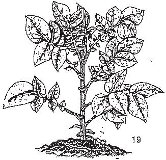 Utvecklingsstadier för potatis UTVECKLINGSSTADIER FÖR POTATIS. Hack et al.