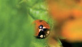 Nr. 1 - Maj 2010 GRUNDFOS NYHETSBREV grundfosnytt Ekodesigndirektivet Grundfos är redo, är du? Ekodesigndirektivet är ett sätt för medlemsländerna i EU att arbeta tillsammans med klimatfrågan.