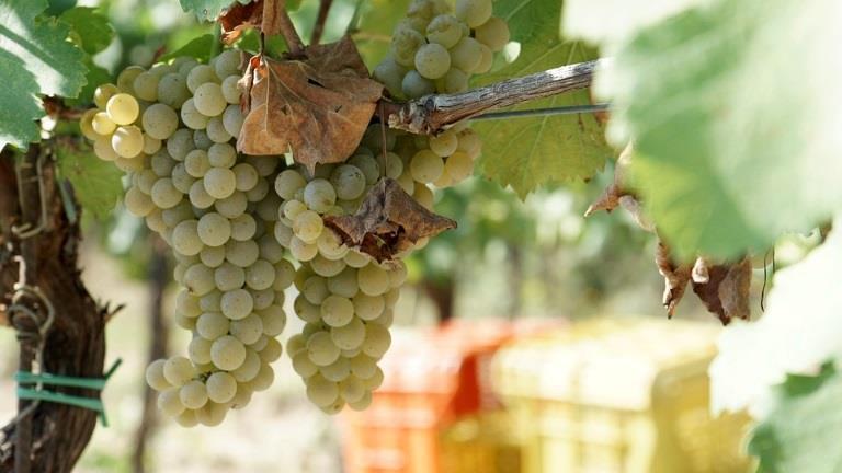Mat- & vinresa till Piemonte för Christers Vinvänner/SPF Seniorerna Lund Centrum 18-23 september 2018 Bland Italiens många vindistrikt är Piemonte ett av