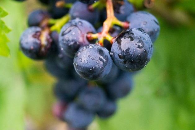 Röda Barbera och mousserande Moscato är exempel på världsberömdheter från området.