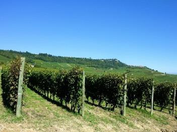 vinflaska.