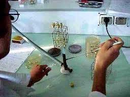 including viruses, spores, viroids and