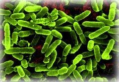Concepts -static bacteriostatic, fugistatic (growthinhibiting) -cide bactericide, algicide,