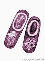lack of nutrients Dormant (no metabolism) resistant to