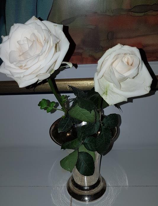 Dessa vackra rosor står hemma och påminner om hur Britt-Maries