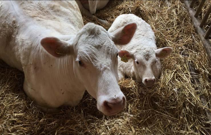 Fakulteten för landskapsarkitektur, trädgårdsoch växtproduktionsvetenskap Institutionen för biosystem och teknologi Inhysningssystem för
