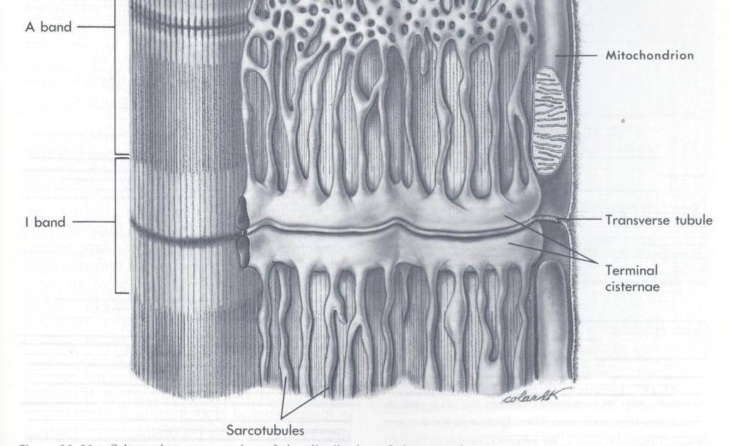 plasmamembranens eller
