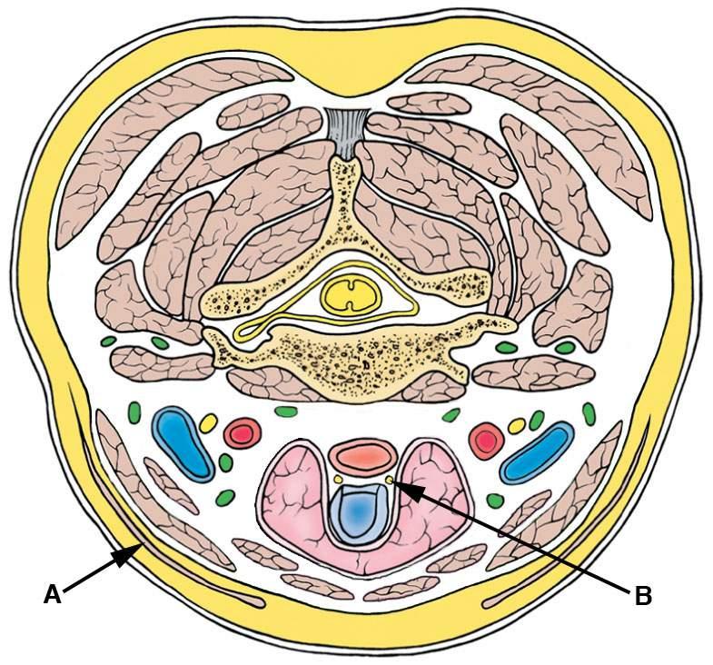 FASCIOR: a) Bilden nedan visar ett tvärsnitt genom halsen, minus halsens olika fascior och de compartments som dessa skapar.