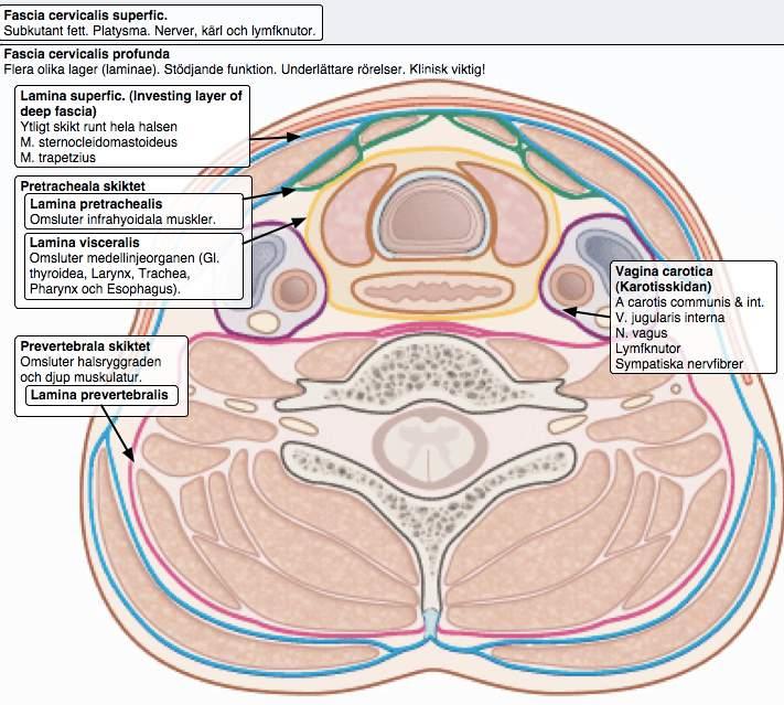 b) A: M. platysma B: N. laryngeus recurrens A. FASCIOR: Vad heter de strukturer som löper i Vagina carotica (111129REST, 2p) carotis com. A. carotis int. V. jugularis int. N. vagus (CN X) Djupa cervikala lymfknutor.