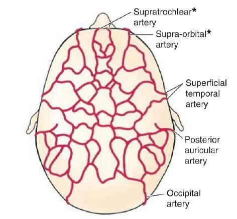 carotis externa) A. auricularis post. (A. carotis externa) A. supratrochlearis (A.