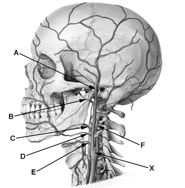 BILD KÄRL: a) Bilden nedan visar distributionen av viktiga artärgrenar i halsen och ytligare delar av huvudet. Ange de latinska namnen på de artärer som markerats med A-F.