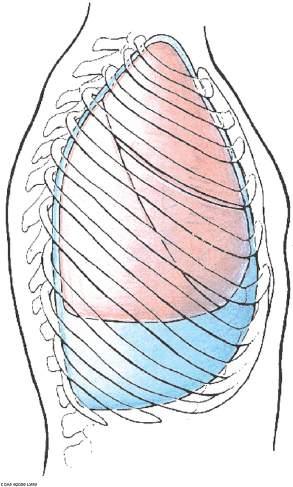 Bilden nedan visar en enkel skiss av ett tvärsnitt genom thorax med Diaphragma sedd uppifrån (streckade linjer indikerar centrum tendineum och pericardiets anläggning