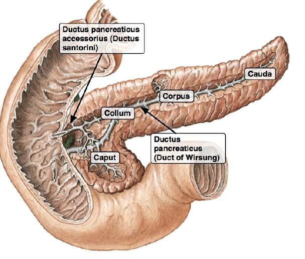 Pancreas PANCREAS: Redogör för pancreas normala läge i förhållande till duodenum, magsäck och mjälte. Rita gärna!