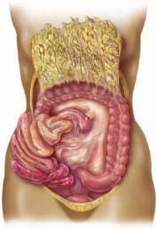 Levern är helt intraperitoneal, förutom Area nuda hepatis, som är den posteriora ytan som vilar mot diaphragma.