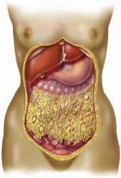 Peritoneum delas in i Peritoneum parietale (bukväggens peritonealbeklädnad) och viscerale (bukorganens peritonealbeklädnad).