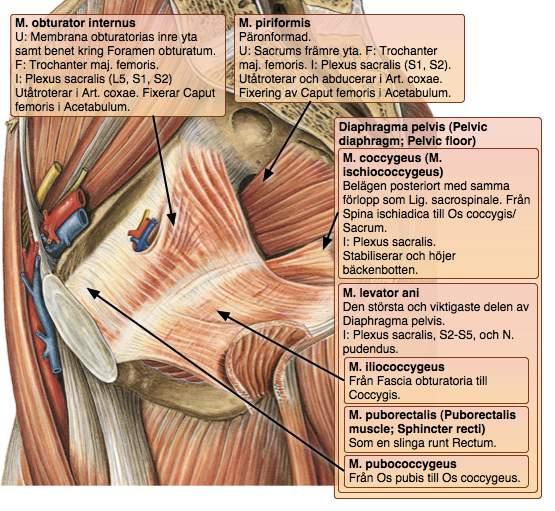 DIAPHRAGMA PELVIS: Redogör för den muskulära delen av Diaphragma pelvis och beskriv hur dess olika muskler löper. (100824REST, 2p) M. levator ani: M. puborectalis, M. iliococcygeus, M.
