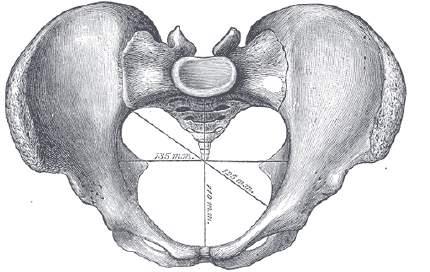 Foramen ischiadicum minus Bildas av incisura ischiadica minus, lig. sacrospinale & lig. sacrotuberale Utträde för: -m. obturatorius internus Inträde för: -a.& v.