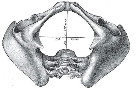 ) PELVIS: Osteologiskt talar man om bäckenets övre och nedre öppning, Apertura pelvis sup. et inf. Redogör för dessas begränsningar.