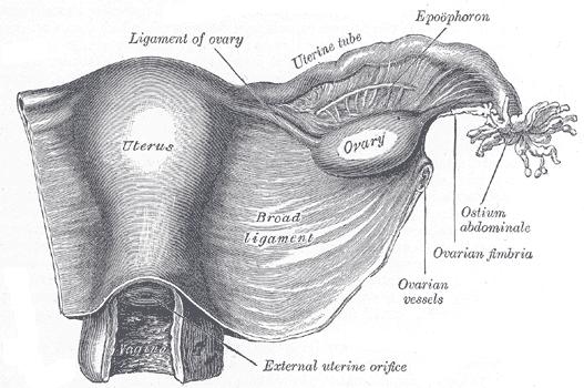 GENITALIER KVINNA: Redogör för vaginas struktur, läge, blodförsörjning och relation till livmodertappen. (090825REST, 2p) Struktur: Fibromsukulärt rör, ca. 7-9 cm långt som är frontalt tillplattat.
