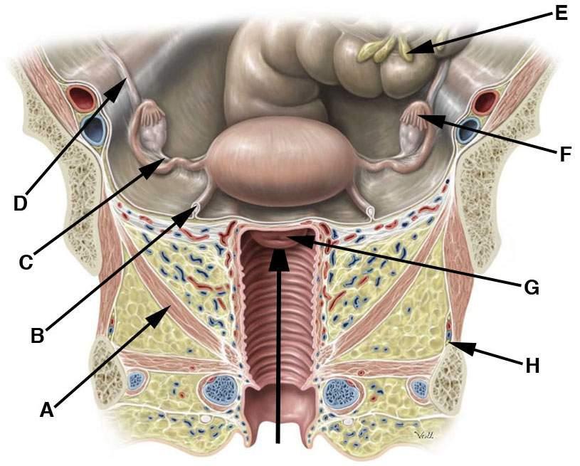 BILD: Ange de latinska namnen på strukturerna som markerats A-H i bilden nedan (H är en nerv). (100924ORD, 4p) A: M. levator ani B: Lig. teres uteri C: Ligamentum ovarii proprium D: Ureter dx.