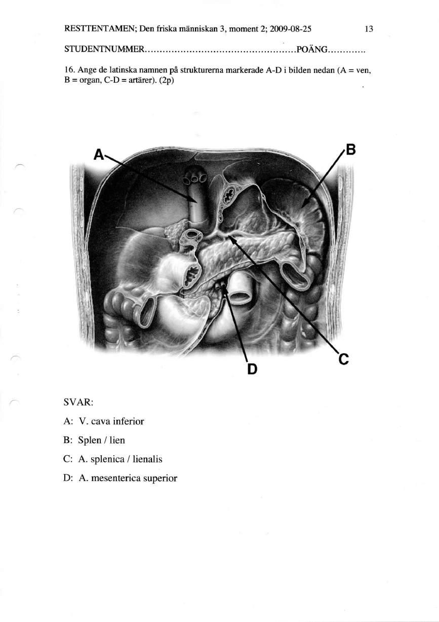 BILD: Ange de latinska namnen på strukturerna markerade A-D i bilden nedan (A = ven, B = organ, C- D =