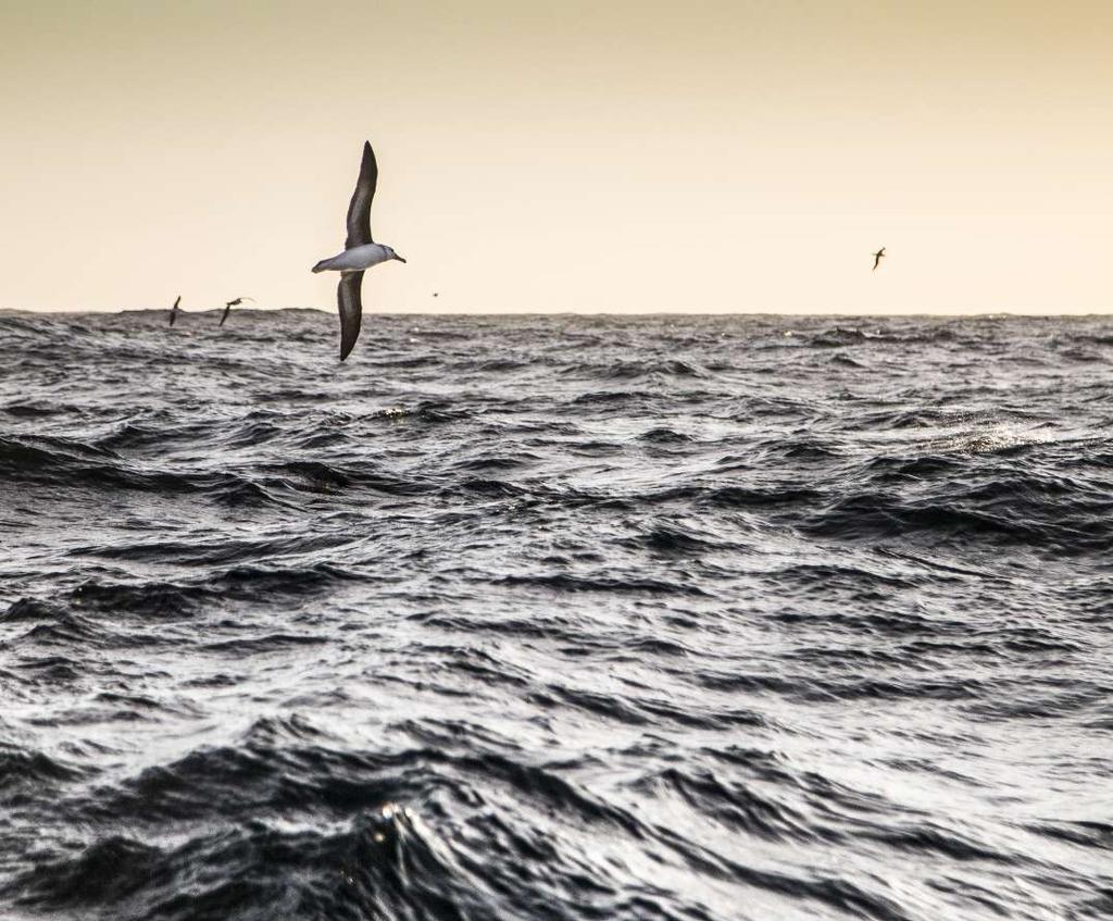 Vad händer nu? I kapitel 2 får du lära dig mer om havet!