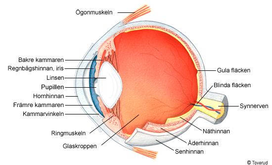 ANIRIDIÖGAT Ögat är ett känsligt flerskiktsorgan som översätter ljussignalen till elektriska impulser som synbarken i hjärnan kan förstå.