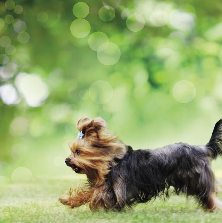 YORKSHIRE HYPOALLERGENISKT FODER FÖR YORKSHIRETERRIER FODER FÖR YORKSHIRETERRIER SAMMANSÄTTNING: torkad lax (20 %), färskt laxprotein (15 %), torkad tonfisk (15 %), gula ärter, proteinfritt